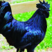 Gà Ayam Cemani