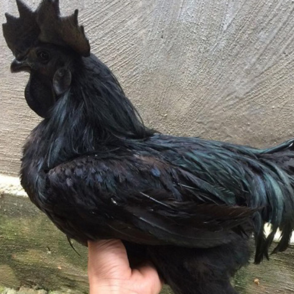 Gà Ayam Cemani  trưởng thành