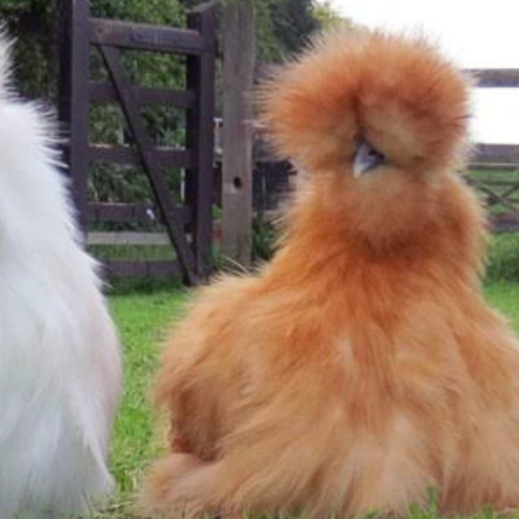 Gà Silkie (Gà tơ)