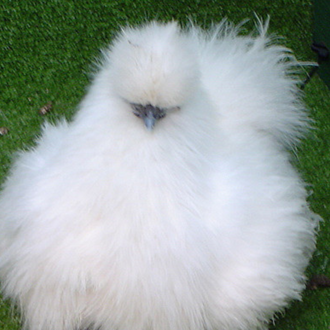 Gà Silkie