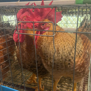 Gà Ri Hoa Mơ Tiên Yên Bố Mẹ