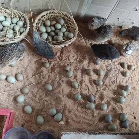 Gà rutin siêu đẻ