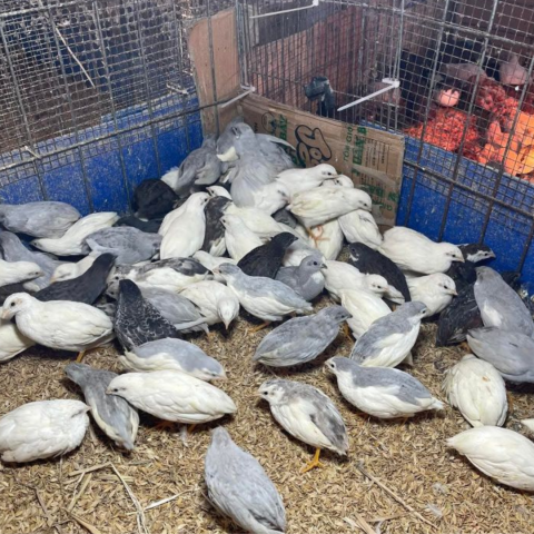 Gà Rutin siêu nhỏ
