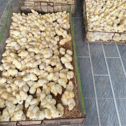 Gà siêu đẻ D310 giống tốt