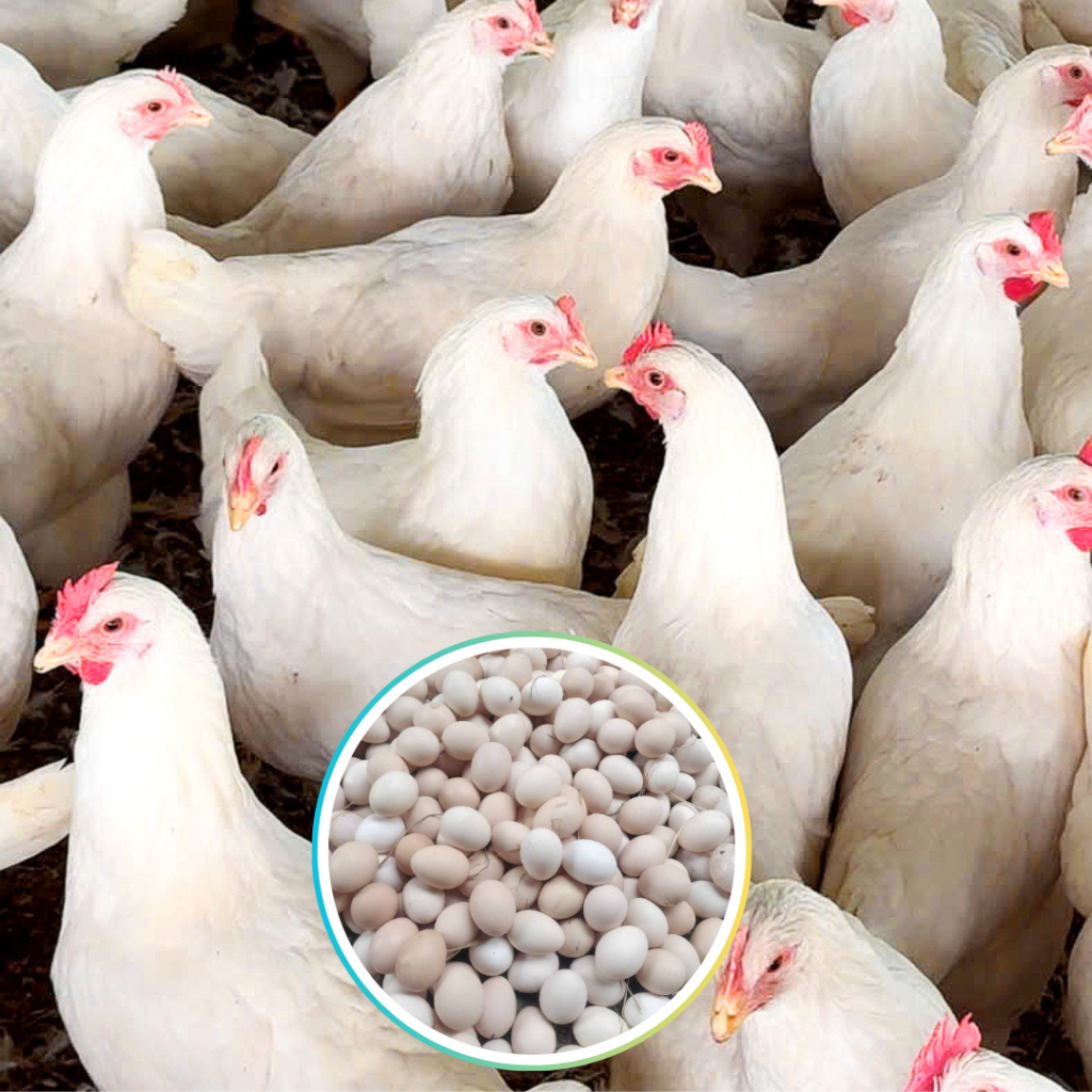 Gà siêu đẻ D310 (lông trắng)