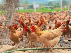 Gà Ri Trưởng Thành (Ảnh minh họa)