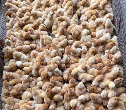 Ga Rahi Gà Ri Lai R1 giống - Con giống gia cầm Tình Mai