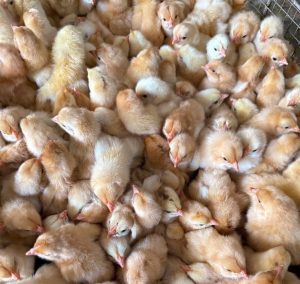 Gà Ri Lai R1 Giống