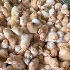 Gà Ri Lai R1 Giống