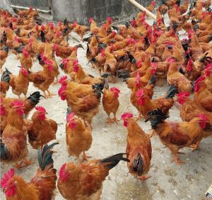 Gà Ri Lai R1 Nguyên trống