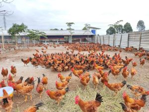 Gà Ri Lai R1 Trưởng Thành