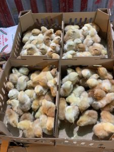 Giống gia cầm Thụy phương