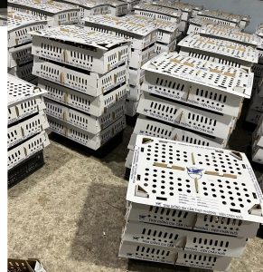 Giống gia cầm viện chăn nuôi